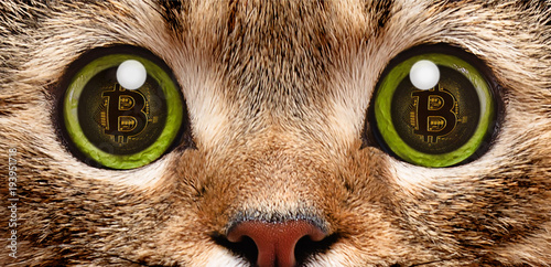 Tableau sur toile Portrait of a cat closeup, in whose eyes a symbol of bitcoin, electronic crypto