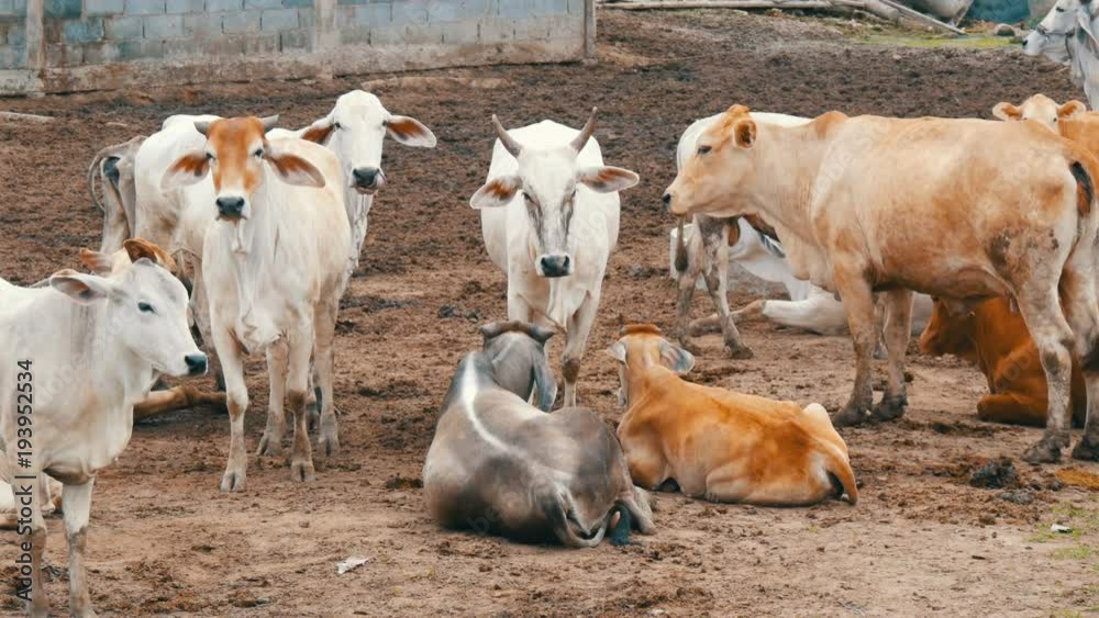 Herd of white Thai cows with big ears grazing on the pasture in the mud Herd of white Thai cows with big ears grazing on the pasture in the mud