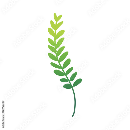Vector flat abstract green fern plant icon. Wild meadow field grass garden spring easter, women day romantic holiday, wedding invitation card decoration summer floral Illustration white background