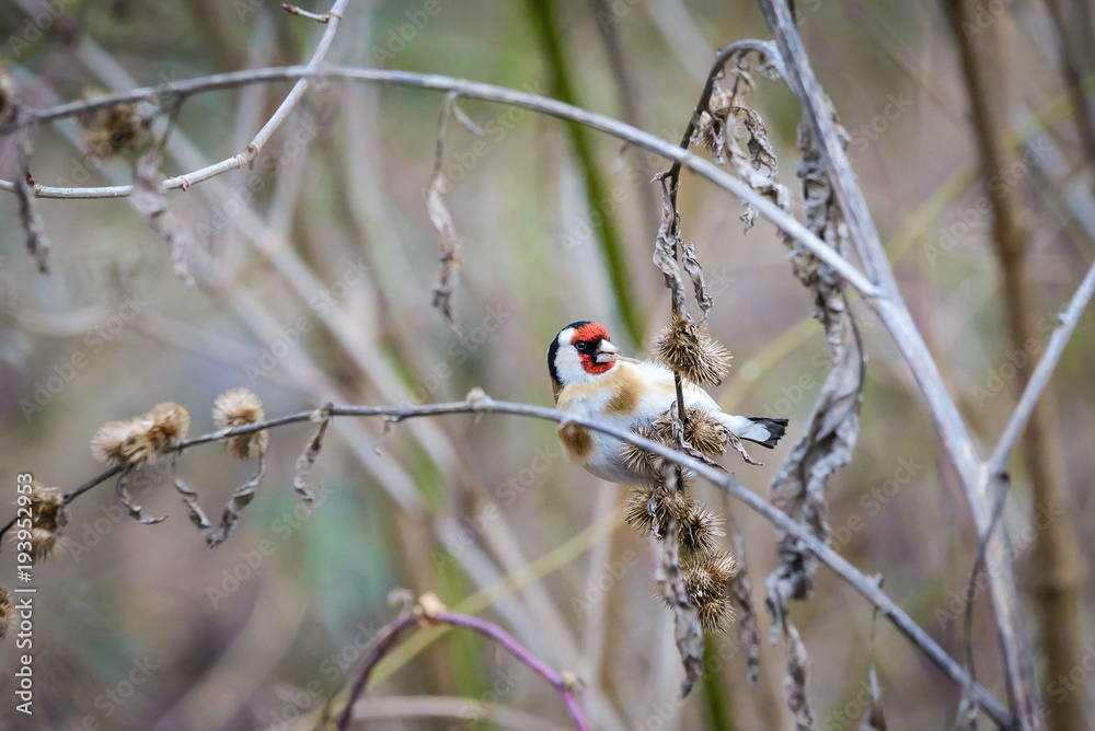 European goldfinch (Carduelis carduelis) European goldfinch (Carduelis carduelis)