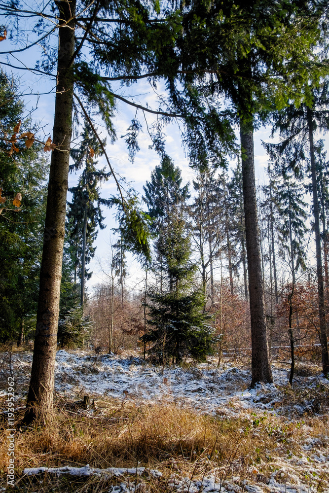 Naklejka premium Lappwald