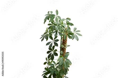 Beautiful fresh green Schefflera arboricola or Dwarf umbrella tree in green flowerpot isolated under sunlight on white at spring or summer season for background or your nature design concept.