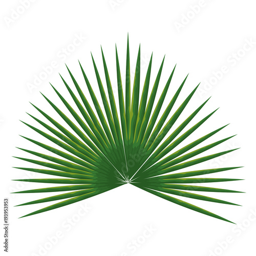 tropical leaf palm icon vector illustration design