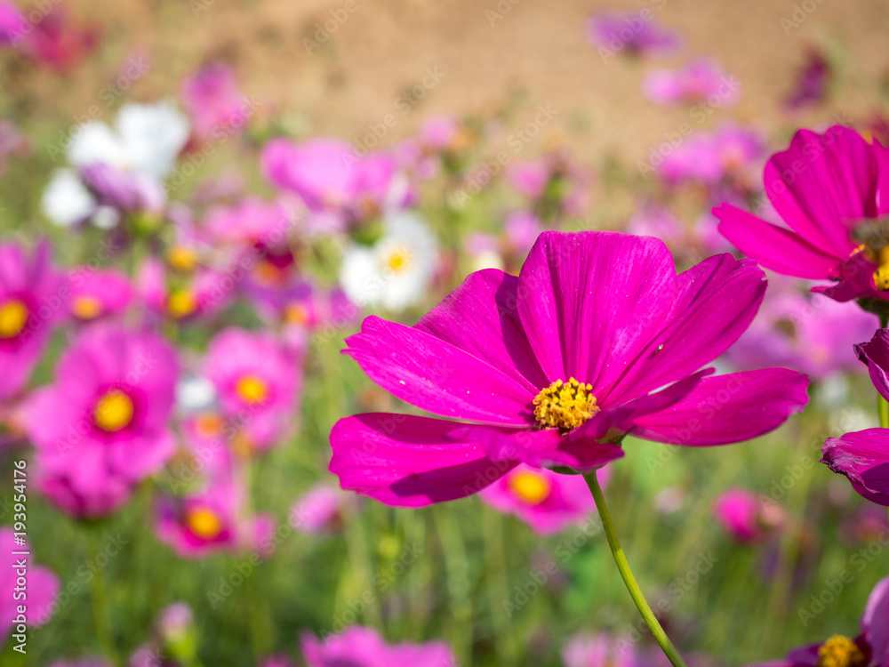 Fototapeta premium Cosmos Flower Field 06