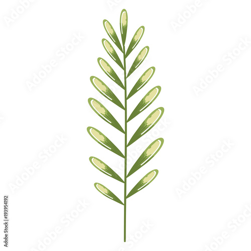 tropical leaf palm icon vector illustration design