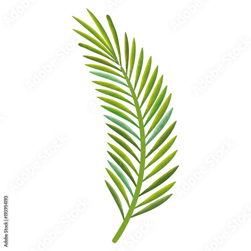 tropical leaf palm icon vector illustration design