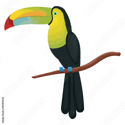 tropical and exotic toucan vector illustration design