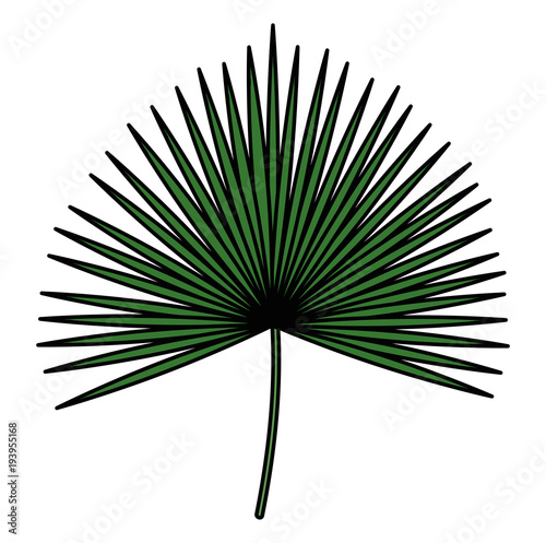 tropical leaf palm icon vector illustration design