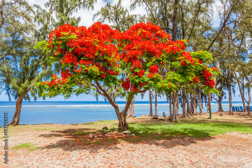 flamboyant sur plage de Saint-Leu, île de la Réunion  photo