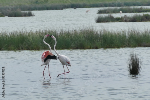 Fenicottero rosa - birdwatching nel Parco del Delta del Po