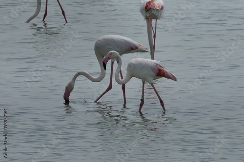 Fenicottero rosa - birdwatching nel Parco del Delta del Po photo