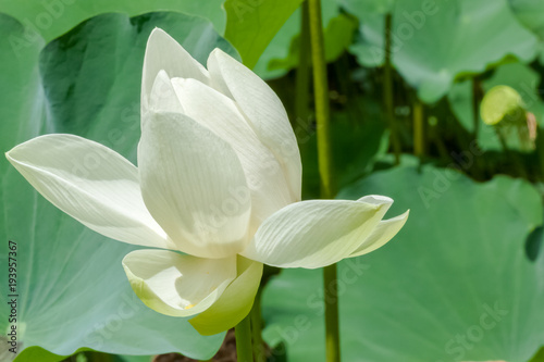  lotus blanc 