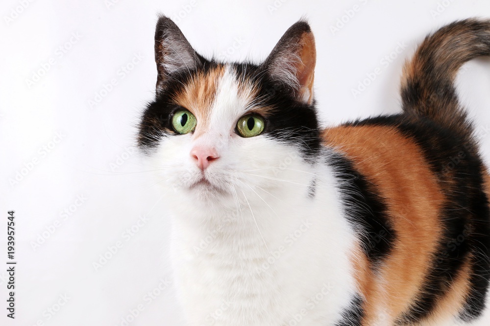 kleine dreifarbige katze im studio Stock Photo | Adobe Stock