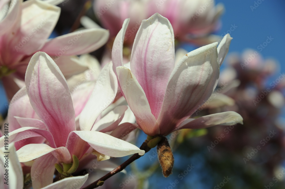 Obraz premium Magnolien