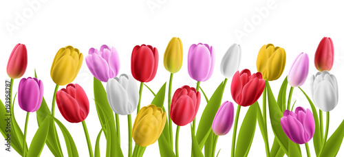 Colorful realisic tulip flowers with leaves. Vector illustration, isolated on white for horizontal spring banner and nature design
