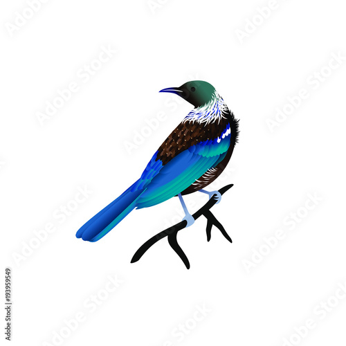 blauer Vogel Illustration © Chiara