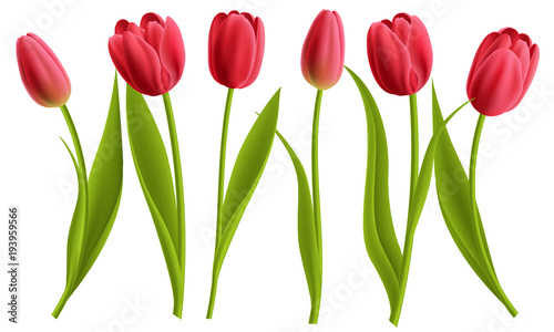 Realistic red tulip flower collection with leaves. Vector illustration, isolated on white for spring and nature design. #193959566
