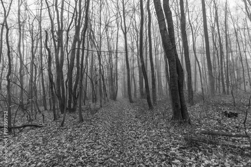 scary forest in black and white 