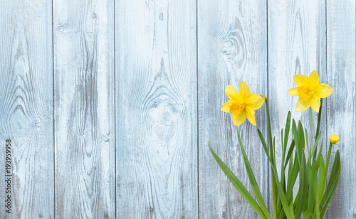 Spring background with Yellow daffodils flowers