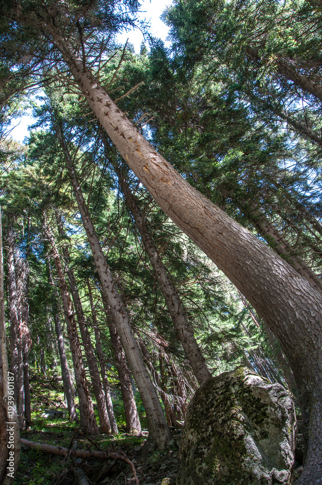 Fototapeta premium Coniferous forest Karachaevo Cherkessia. Arkhyz.