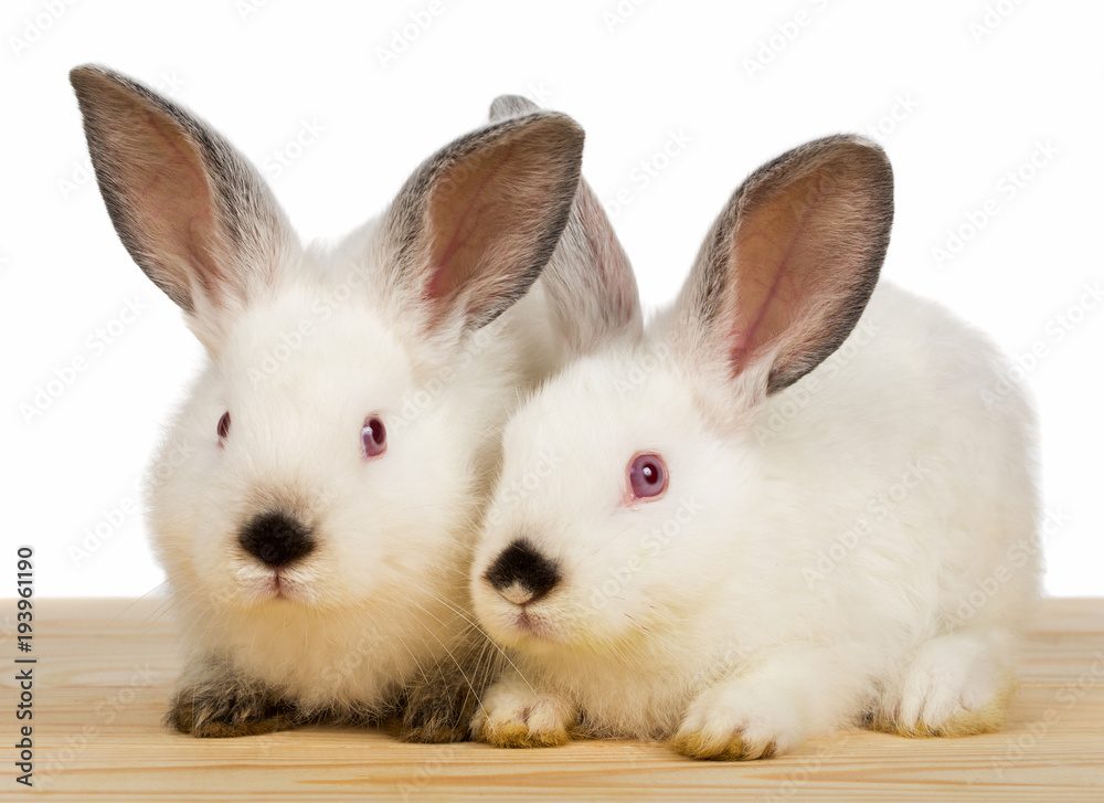 two white little rabbits