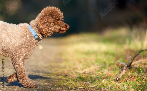 Fototapeta Naklejka Na Ścianę i Meble -  Brown Miniature Poodle investigating his surroundings at sunset in the countryside