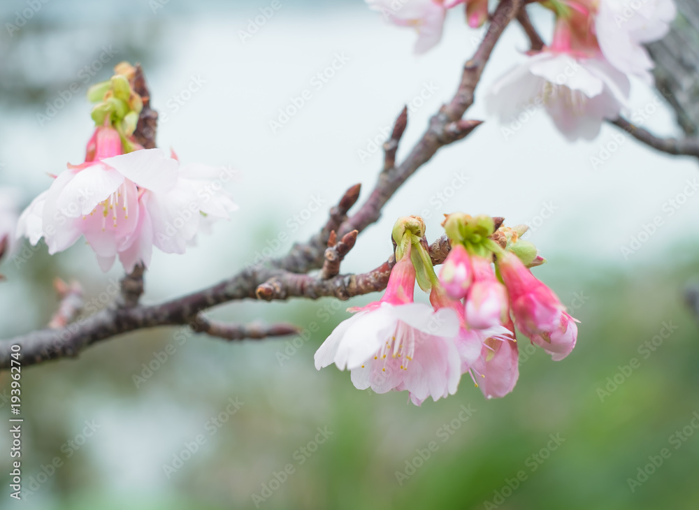 沖縄に咲く紅いヒカンザクラ、桜、寒緋桜 沖縄に咲く紅いヒカンザクラ、桜、寒緋桜