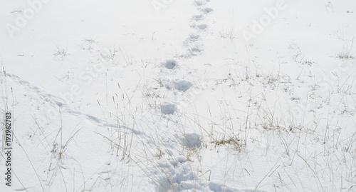 冬 雪 枯れ草 足跡 素材