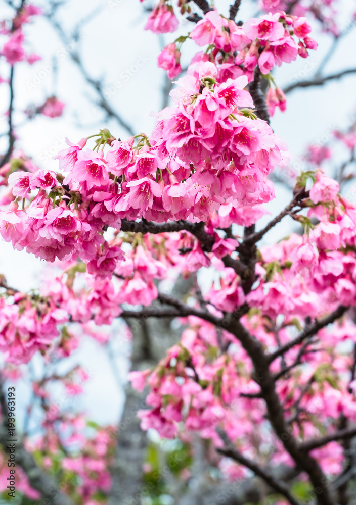 沖縄に咲く紅いヒカンザクラ、桜、寒緋桜