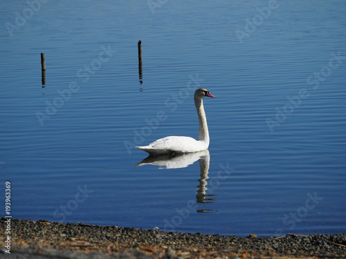 湖畔を優雅に泳ぐ白鳥