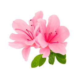 Gordijnen Azalea Azalea bloemen op witte achtergrond  © Scisetti Alfio