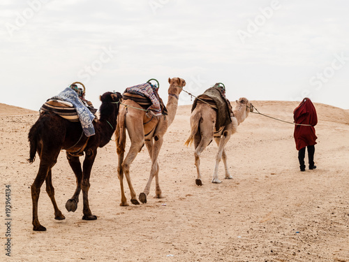 caravan in the sahara desert at sunset moves away to the horizon