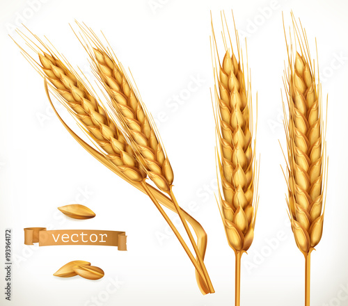 Ears of wheat. 3d vector icon set