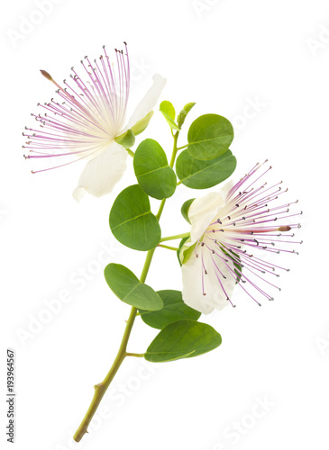 Caper branch with flowers