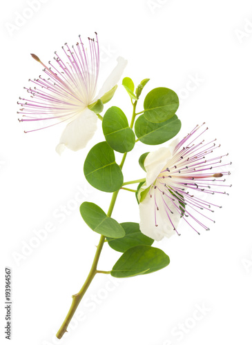 Bilde på lerret Caper branch with flowers