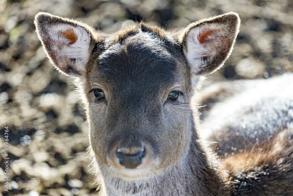 Fototapeta premium Animal portrait of fallow deer