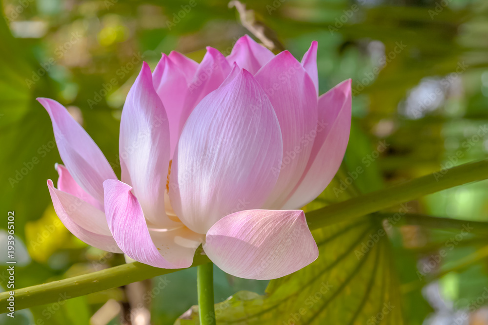  lotus rose 
