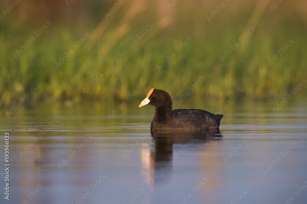 white winged coot