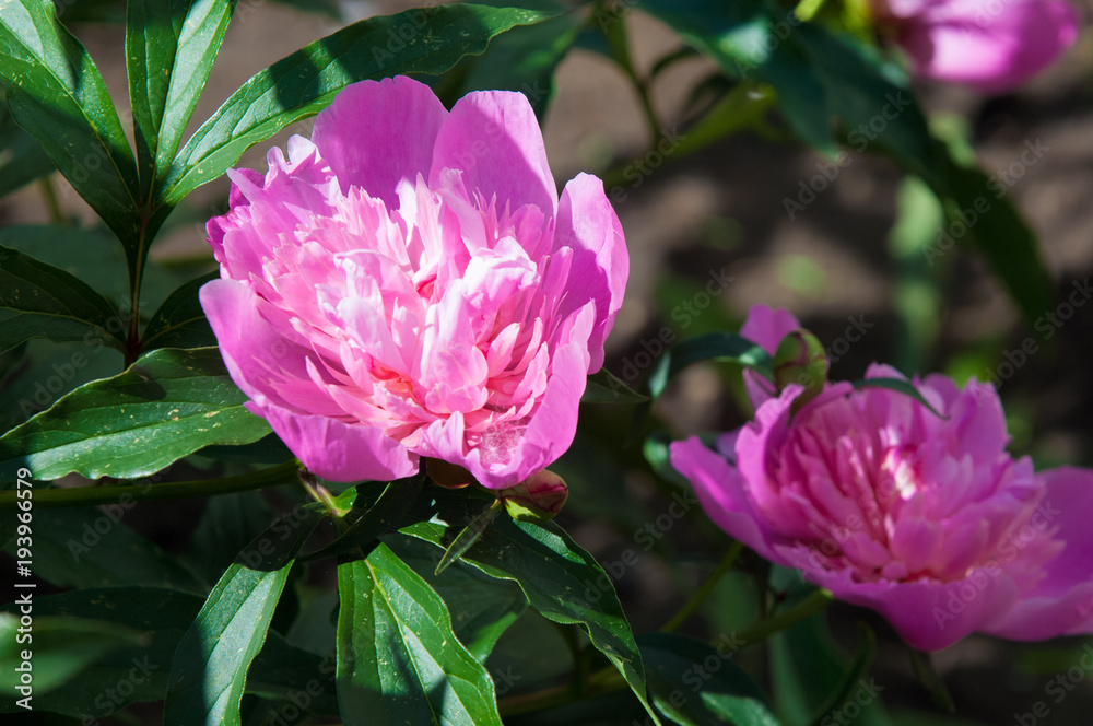 Summer landscape with flowers. Peonies are red. A herbaceous or shrub plant of northern temperate regions, which has long been cultivated for its spectacular flowers.