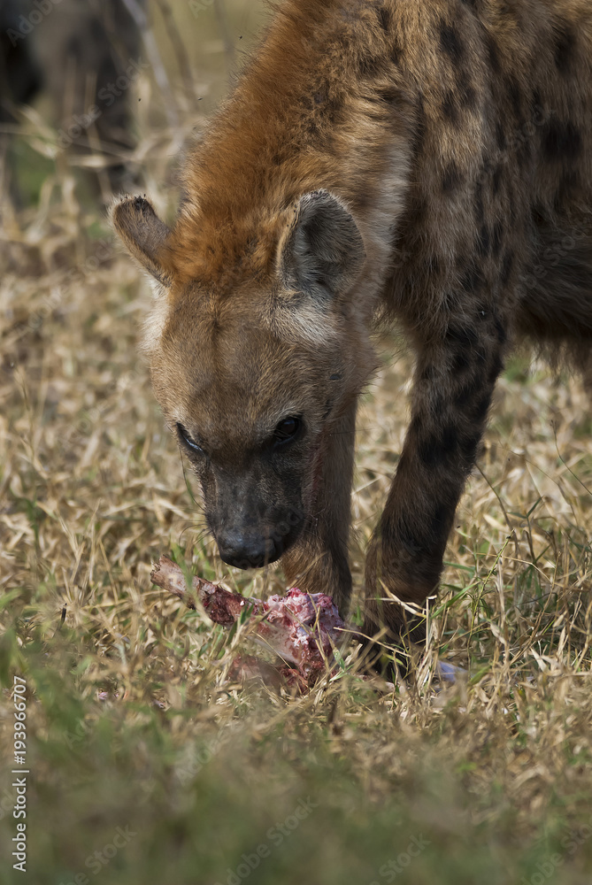 Hyena eating, Africa Hyena eating, Africa
