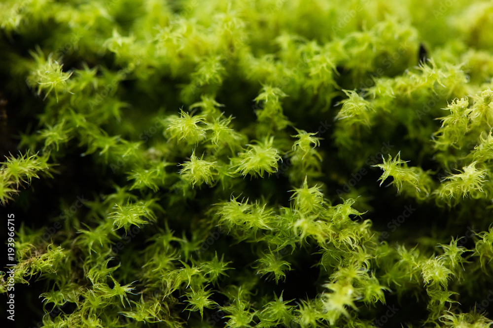 Spiky Little Moss