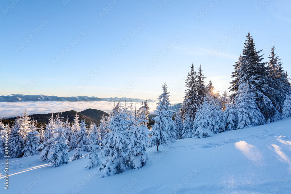 Snow covered spruce trees stand in snow swept mountain meadow under a blue sky. Marvelous winter sun high in the mountains in beautiful forests and fields. Snow covered spruce trees stand in snow swept mountain meadow under a blue sky. Marvelous winter sun high in the mountains in beautiful forests and fields.