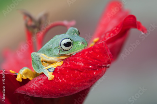 a green tree frog at the top of red flower photo