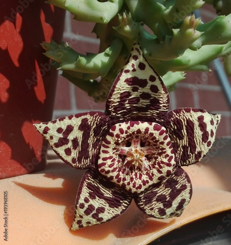 Fiore di stapelia photo