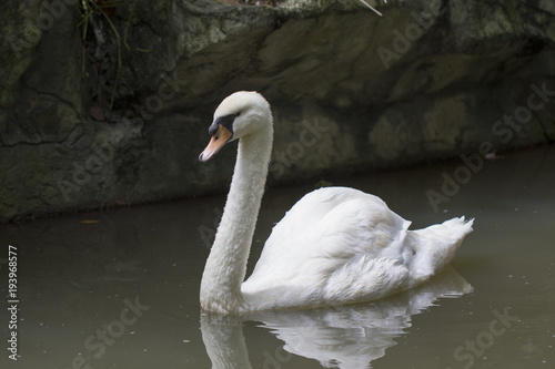 Image of a white swan on water. Wildlife Animals.