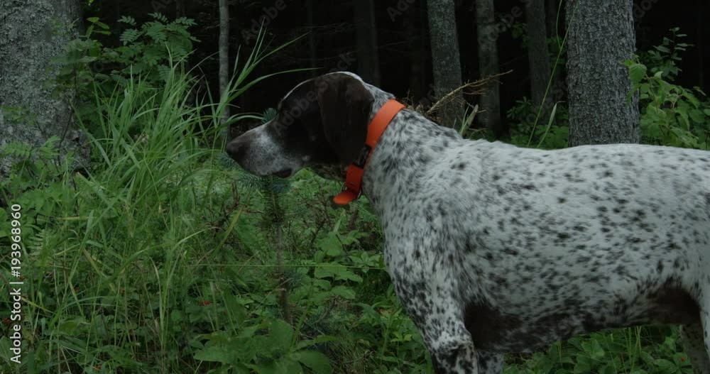 Dog walking in forest pauses to look around - close up Dog walking in forest pauses to look around - close up