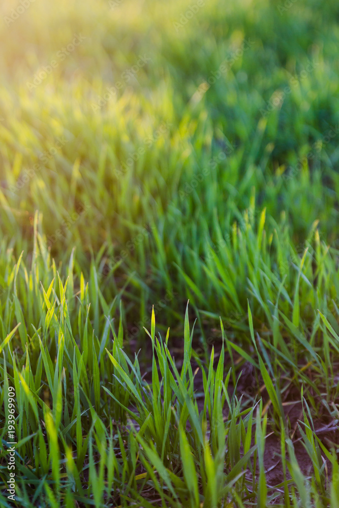 green grass in sunlight background