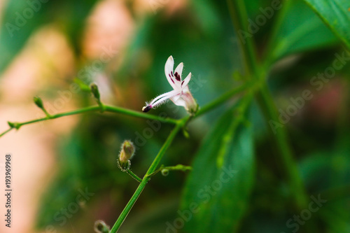 Andrographis paniculata flower closeup herb