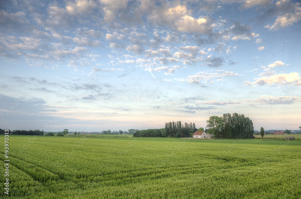 Flemish landscape at sunset with wheat field in the foreground (Triticum durum) Flemish landscape at sunset with wheat field in the foreground (Triticum durum)