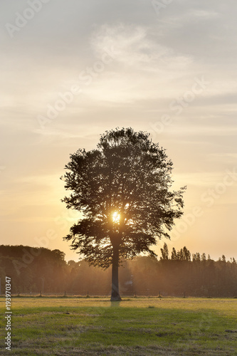 Last sunbeams coming through treebranches in the countryside between Ruiselede and Maria-Aalter photo